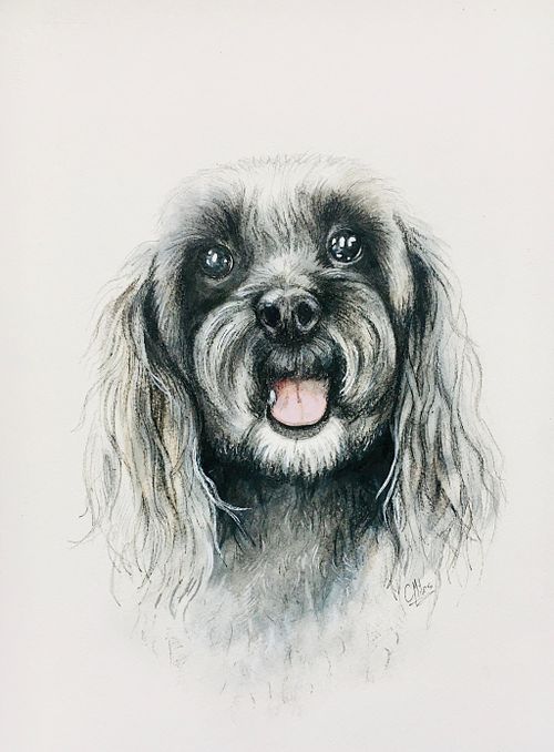 PET PORTRAITURE
