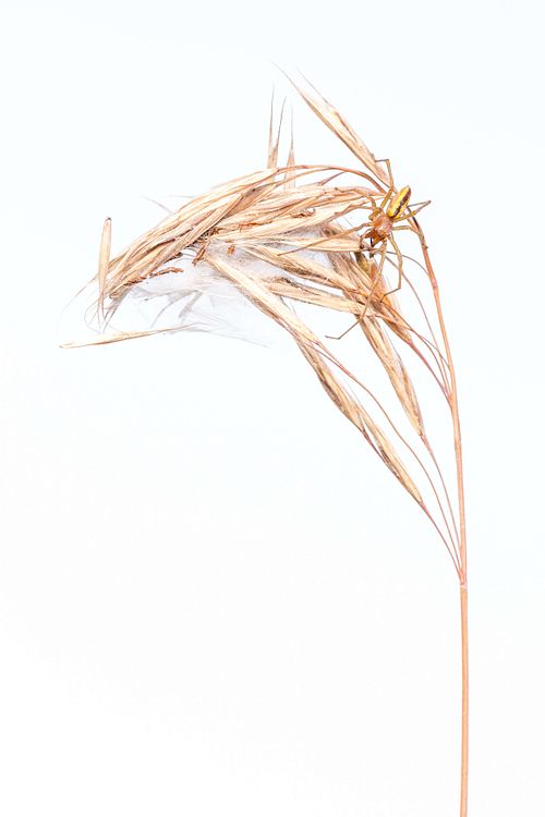 Cheiracanthium erraticum - Heidedornfinger