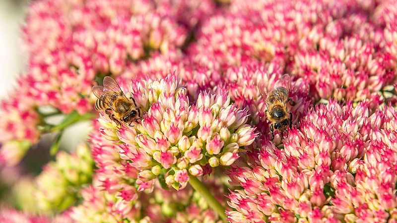 Ute på oppdrag 25. oktober