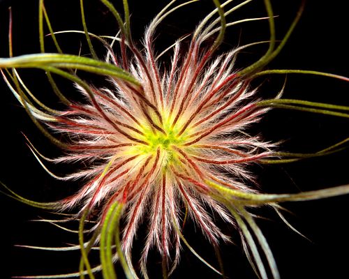 Pulsatilla grandis - Large Pasque Flower