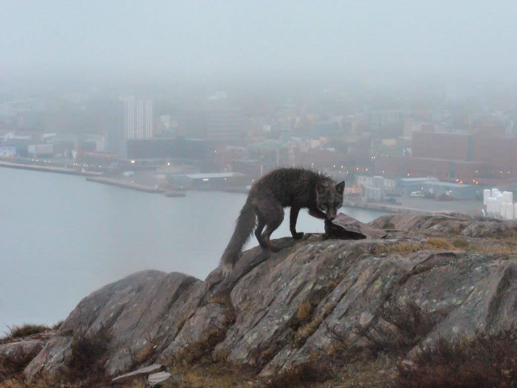 kathleen sheridan photography