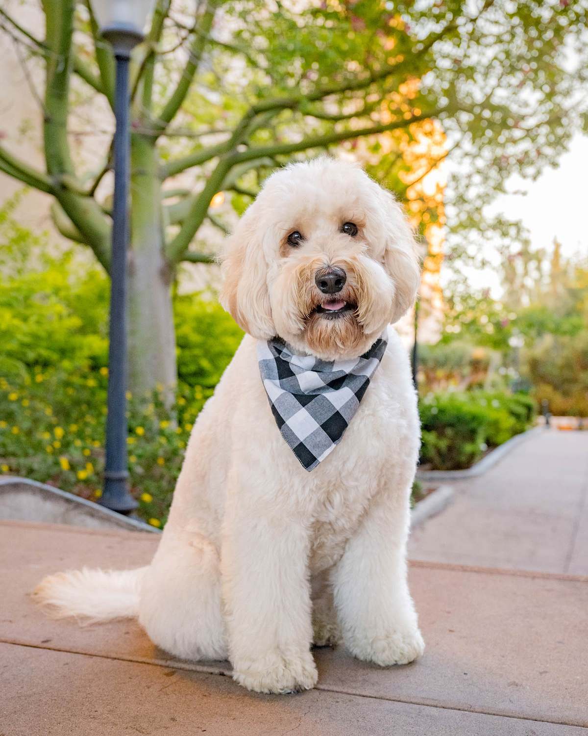 pet-photography