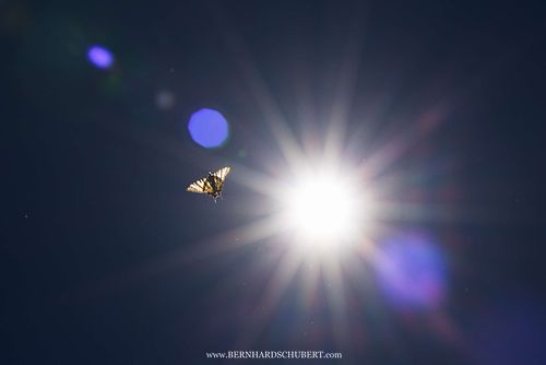 Iphiclides podalirius - Segelfalter