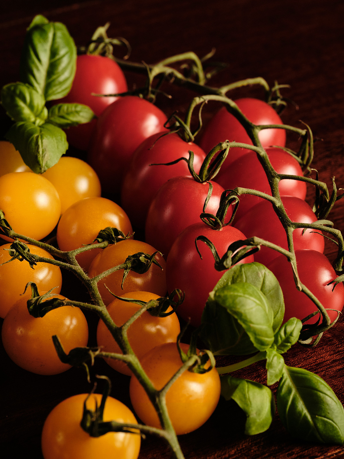 Macro shot of yellow and red cocktail tomatoes on the vine with basil leaves.