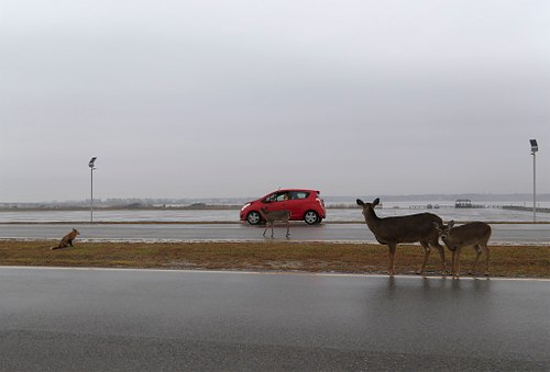 White Tail Deer in Suburban Landscape