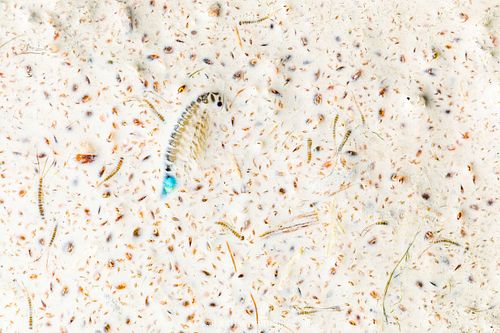 Anpassung an den Tod