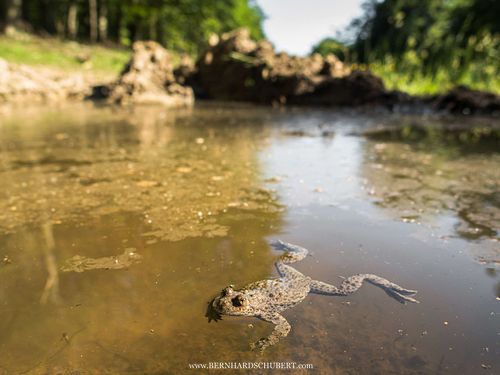 Bombina variegata - Gelbbauchunke