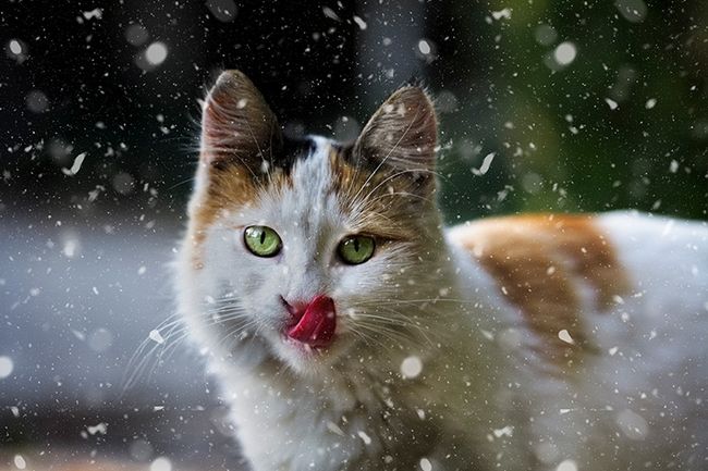 Фотосъемка кошек