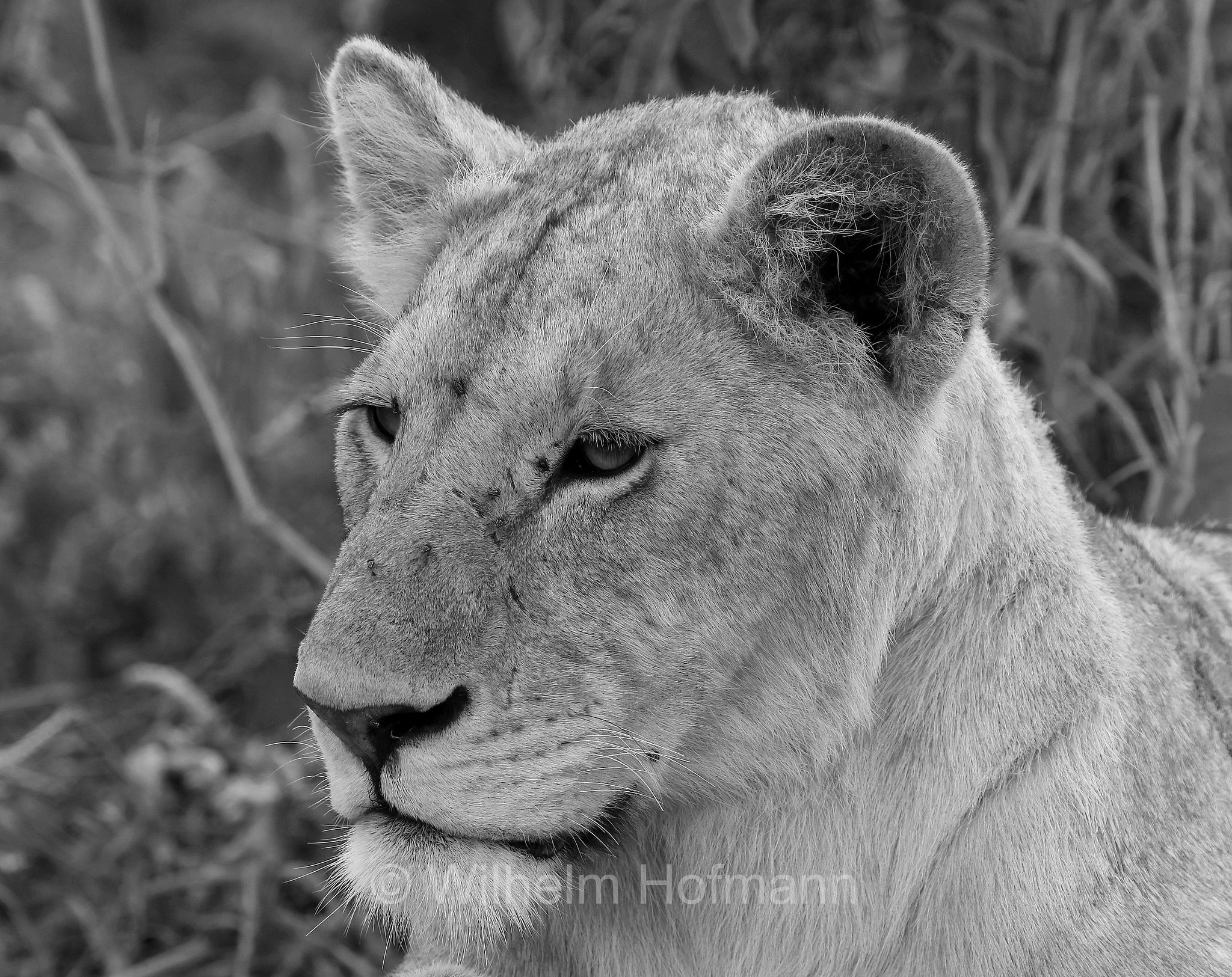 Lion, Ngorongoro Conservation Area, Tanzania, Löwe, leone, panthera leo melanochaita, Ngorongoro Krater, Tansania, Magadisee, lake magadi, lake magad, area di conservazione di Ngorongoro