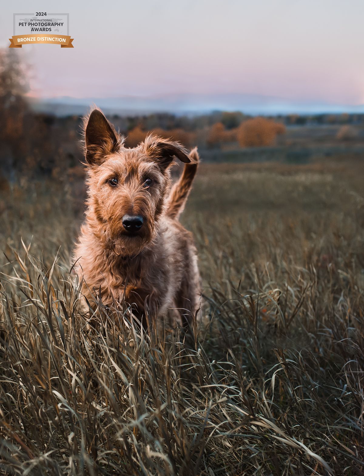 Golden terrier standing in tall grass in fall, moody natural light dog photography on Nose Hill Park