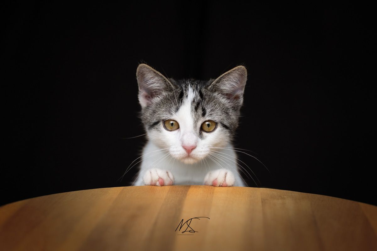 Indoor fotoshoot met kortharige kitten die met pootjes op een tafeltje staat nieuwsgierig kijkt
