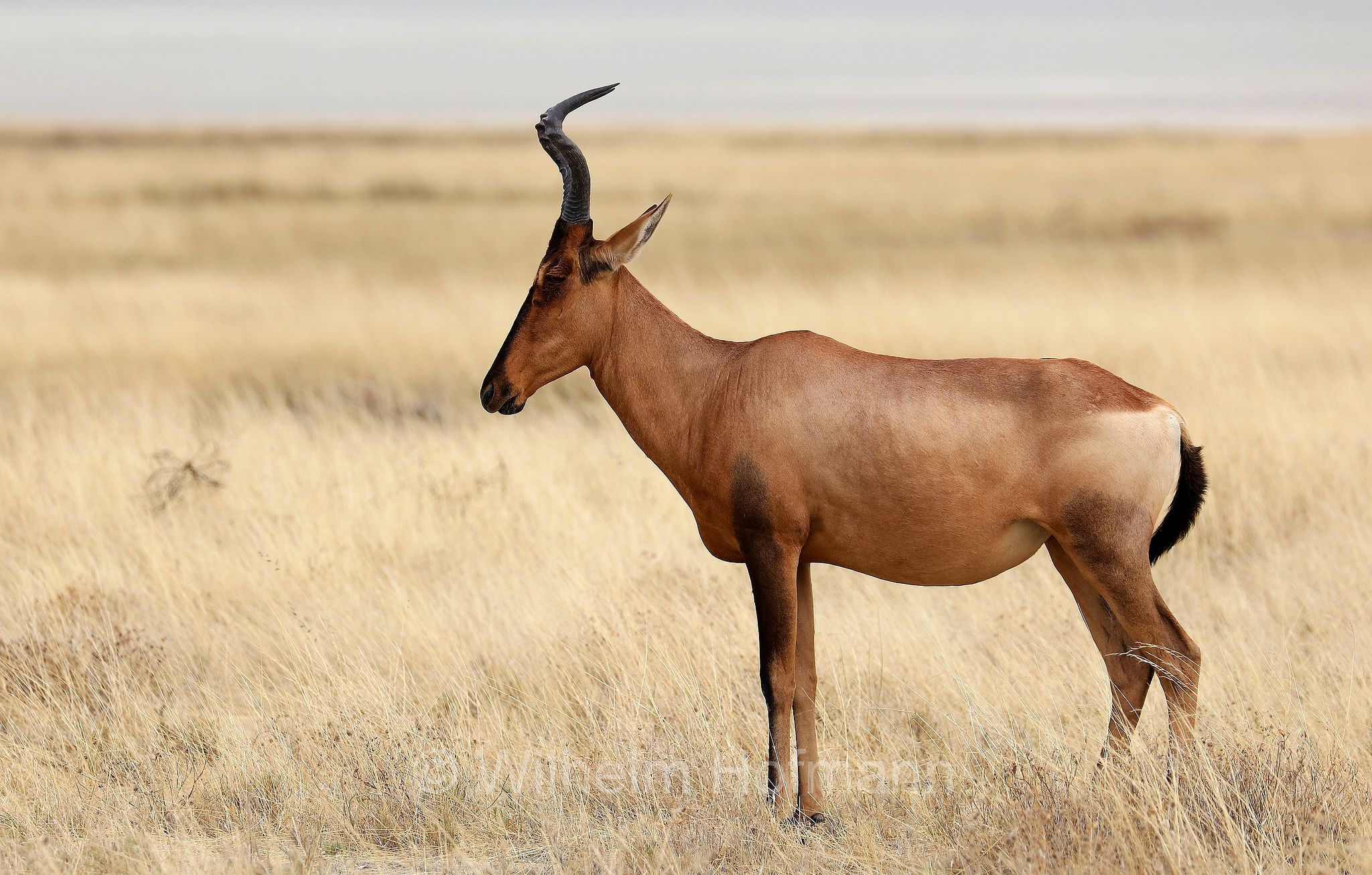 red hartebeest, Cape hartebeest, Caama, Südafrikanische Kuhantilope, Südliche Kuhantilope, Rote Kuhantilope, Kap-Hartebeest, Kaama, alcelafo rosso, Alcelaphus buselaphus caama, Etosha-Nationalpark, Etosha National Park, parco nazionale d'Etosha, Namibia