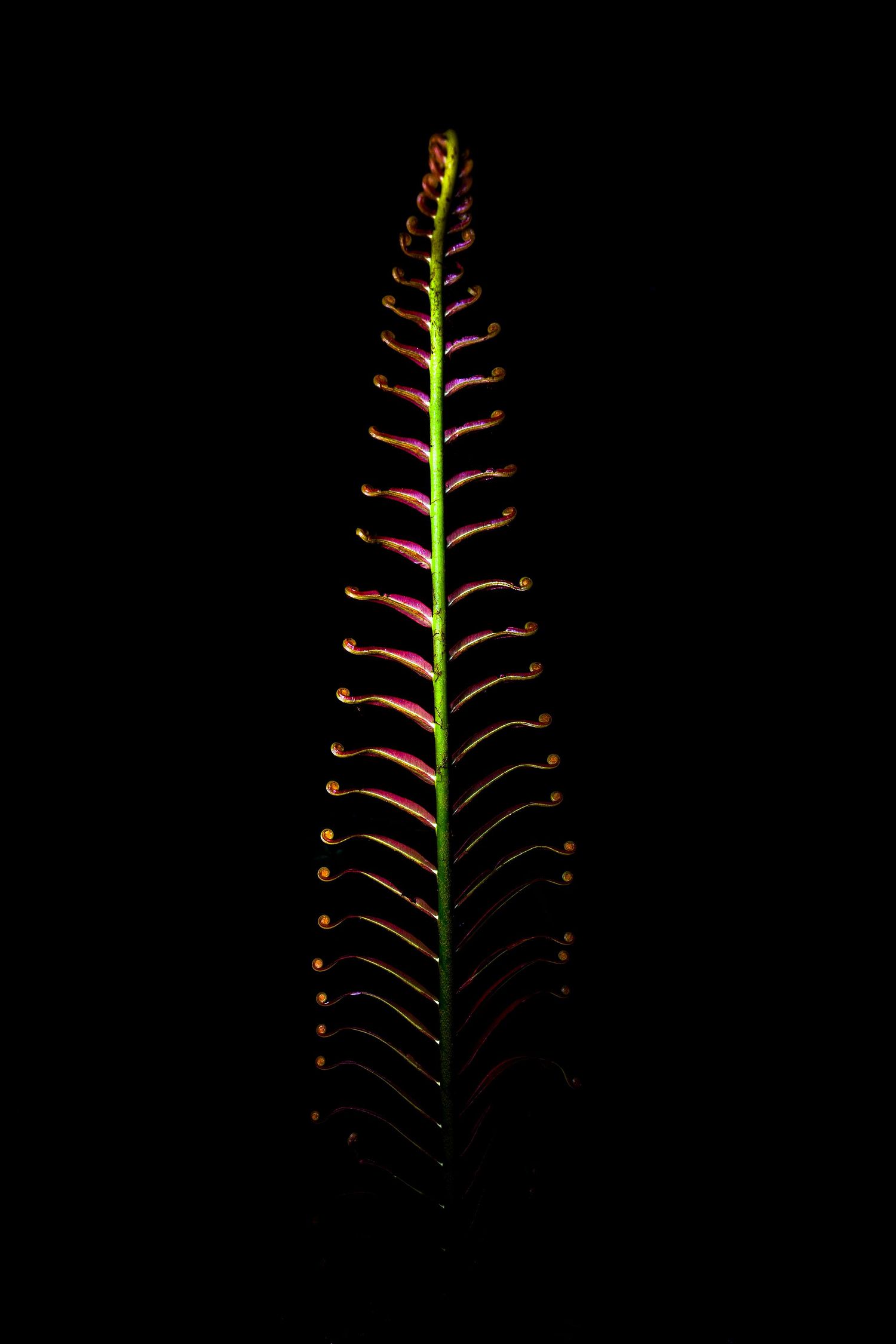 Blechnum orientale – Tausendfüßler Rippenfarn