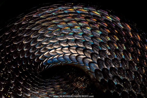 &ndash; Scale Spectrum