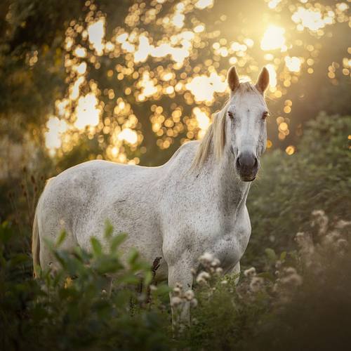 PAARDEN