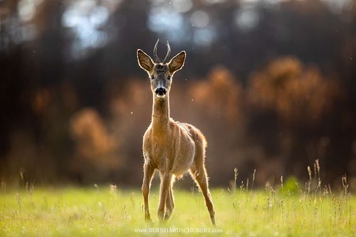 Capreolus capreolus - Roe Deer