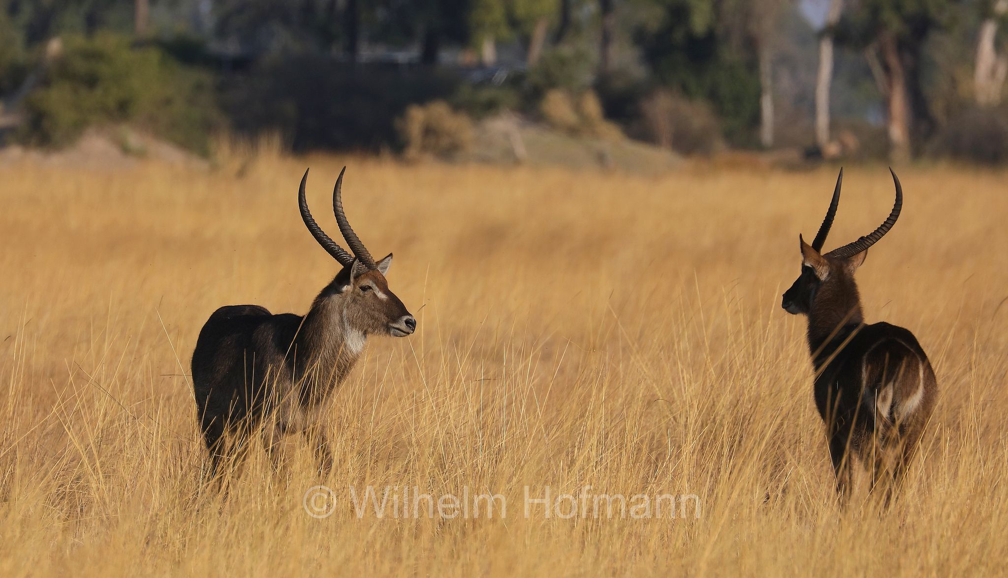 Waterbuck, Ellipsen-Wasserbock, cobo, antilope d'acqua, antilope cervo, Kobus ellipsiprymnus﻿﻿, Moremi Game Reserve, Moremi-Wildreservat, Okavango Delta, Okavango Grassland, Botswana, Republik Botsuana