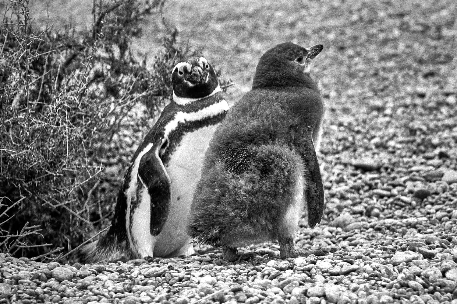 Pinguino di Magellano | Spheniscus magellanicus