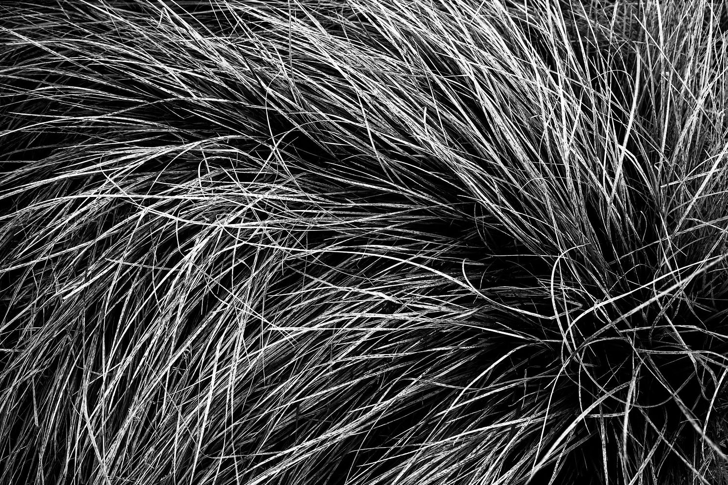 Alpine Grass