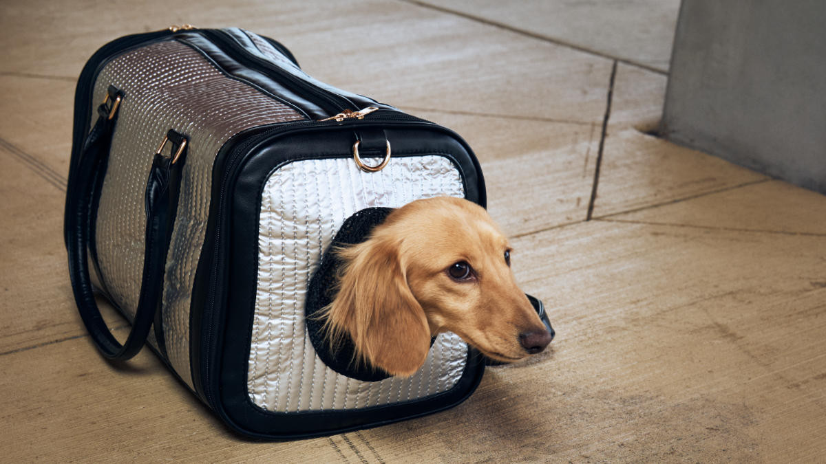 Mini Dachshund in a KibbleTime pet carrier