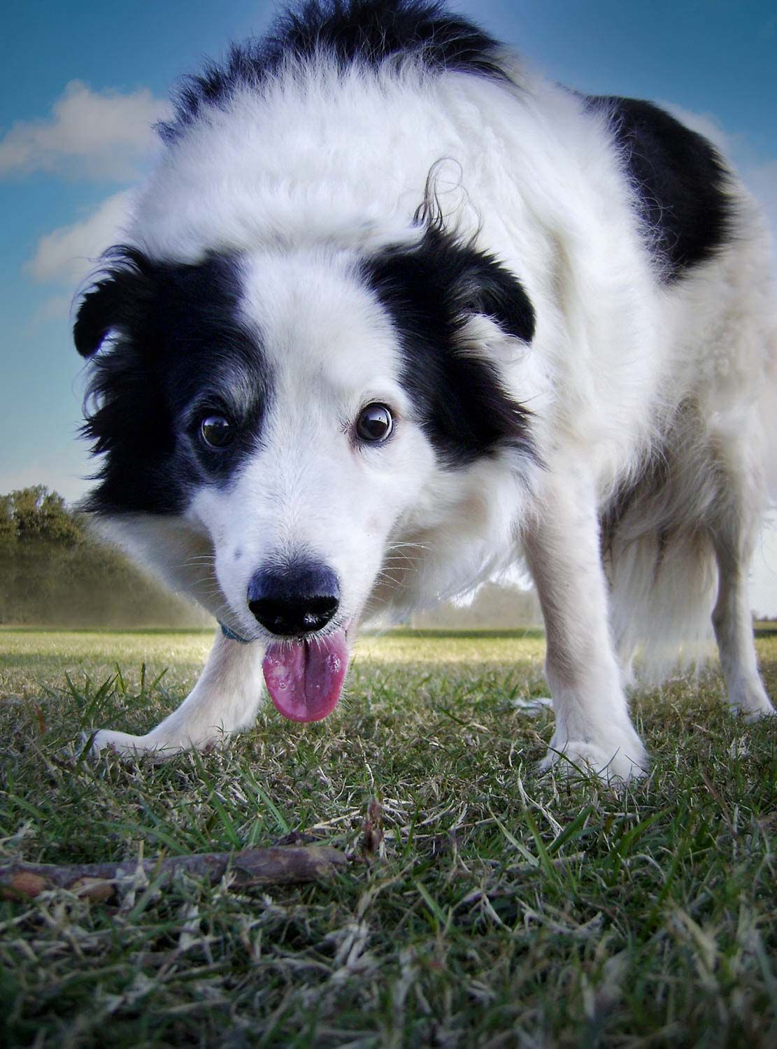 professional-pet-photograher