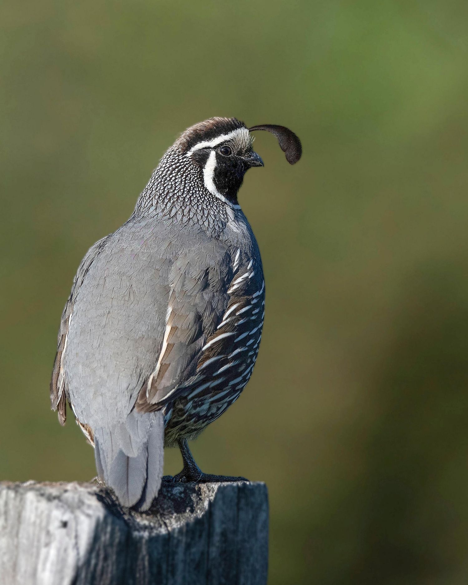 Male California quail perched on a wooden post, showing off his signature topknot and bold feather patterns