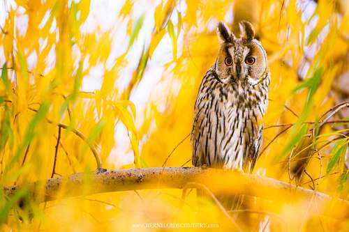 Asio otus - Waldohreule