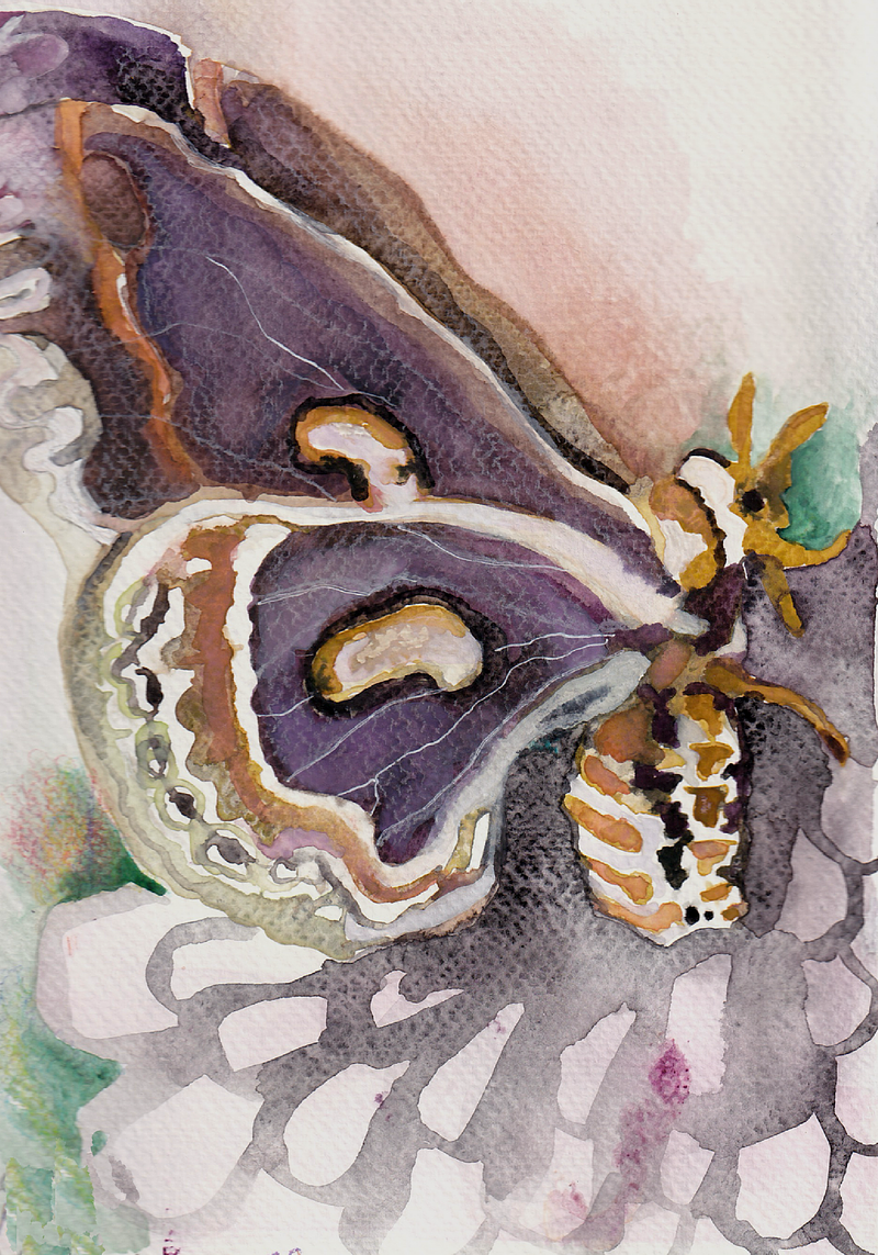 Painting & Illustration