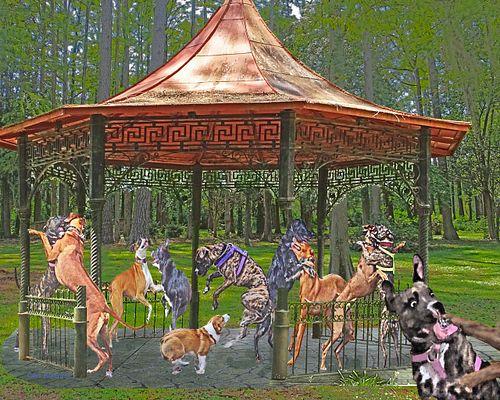 dogs with partners dancing