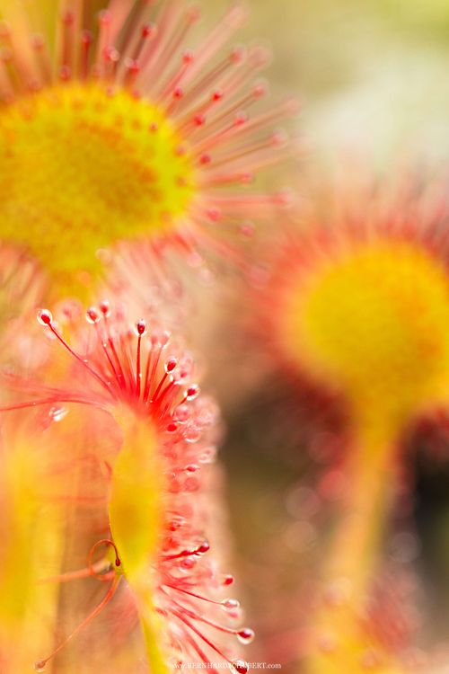 Drosera rotundifolia – Rundblättriger Sonnentau