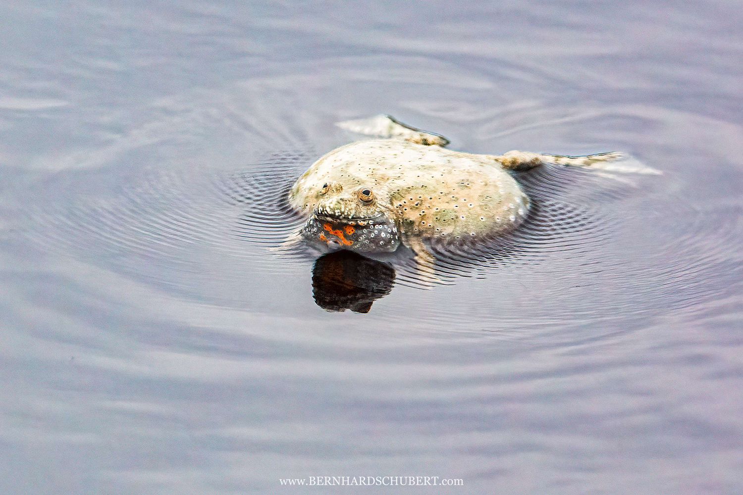 Bombina bombina - Fire-bellied toad