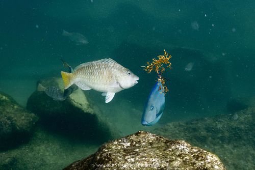 Sparisoma rubripinne - Yellowtail parrotfish