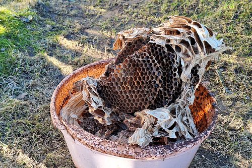 Vapsikute pesitsemis paik