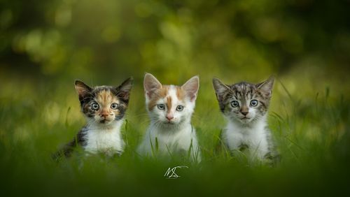 NEST- & GROEPSSHOOT