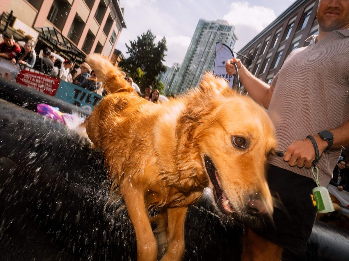 dog jumps out of pool at Vancouver event