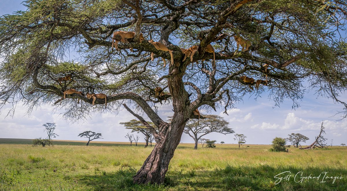 Pride of the Serengeti