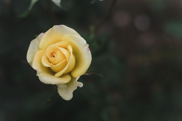 Love Macro Photography !