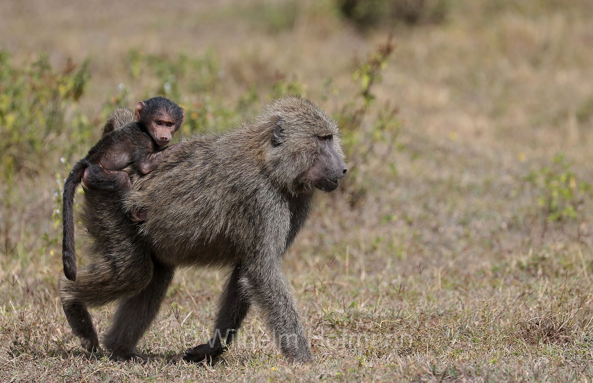 papio anubis, olive baboon, Anubis baboon, Anubispavian, Grüne Pavian, anubi, babbuino verde﻿, Tansania, Tanzania, Arusha National Park, Arusha-Nationalpark, parco nazionale di Arusha