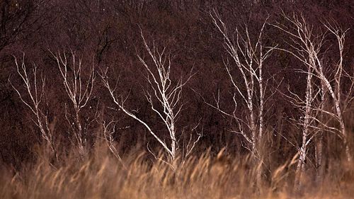 Betula pendula – Hänge-Birke