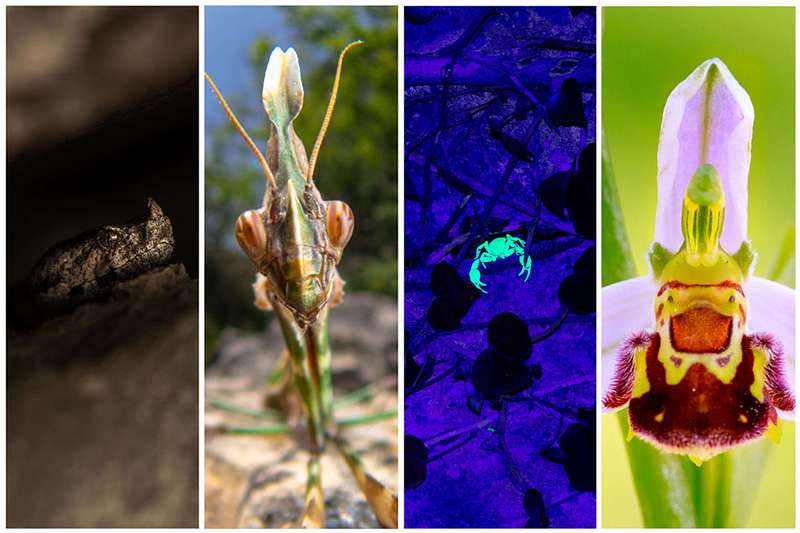 Fotoworkshop Anmeldung – Artenvielfalt Istriens (30.4.-3.5.2026) – 2 Plätze frei