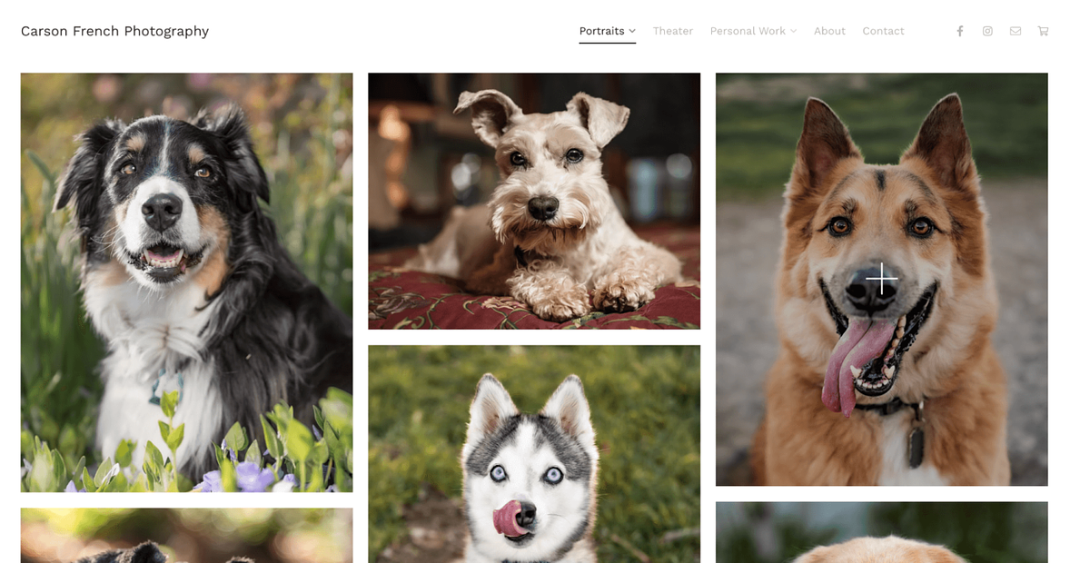 Carson French portfolio fotografii zwierząt domowych