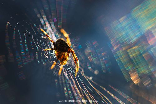 Araneus diadematus – Gartenkreuzspinne