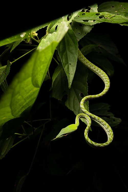 Ahaetulla prasina – Asiatische Peitschennatter