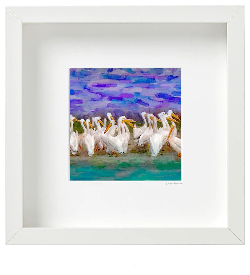 White Pelican Flock with Painterly Background