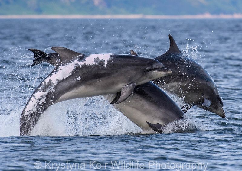 Cetaceans of Scotland