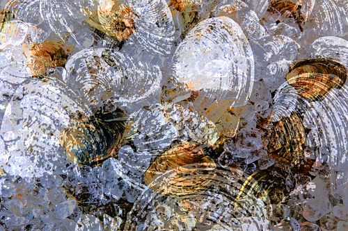 Clam shells, seashells, clam chowder