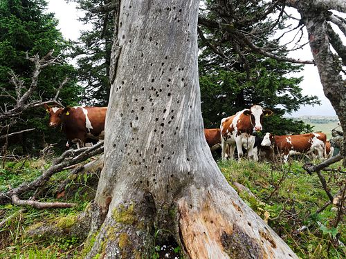 Kapelle Wilder Geschinen