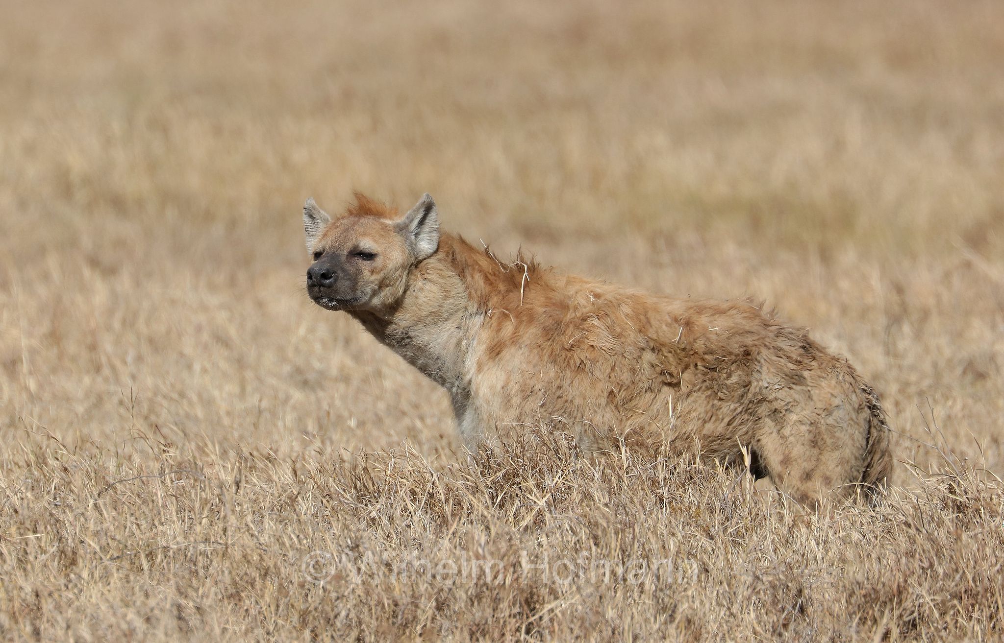 Crocuta crocuta, spotted hyena, laughing hyena, Tüpfelhyäne, Fleckenhyäne, iena macchiata, iena maculata, iena ridens﻿, area di conservazione di Ngorongoro, Ngorongoro Conservation Area, Ngorongoro Krater, Tanzania, Tansania