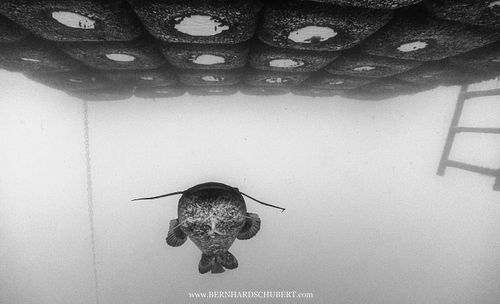 Silurus glanis - Wels Catfish