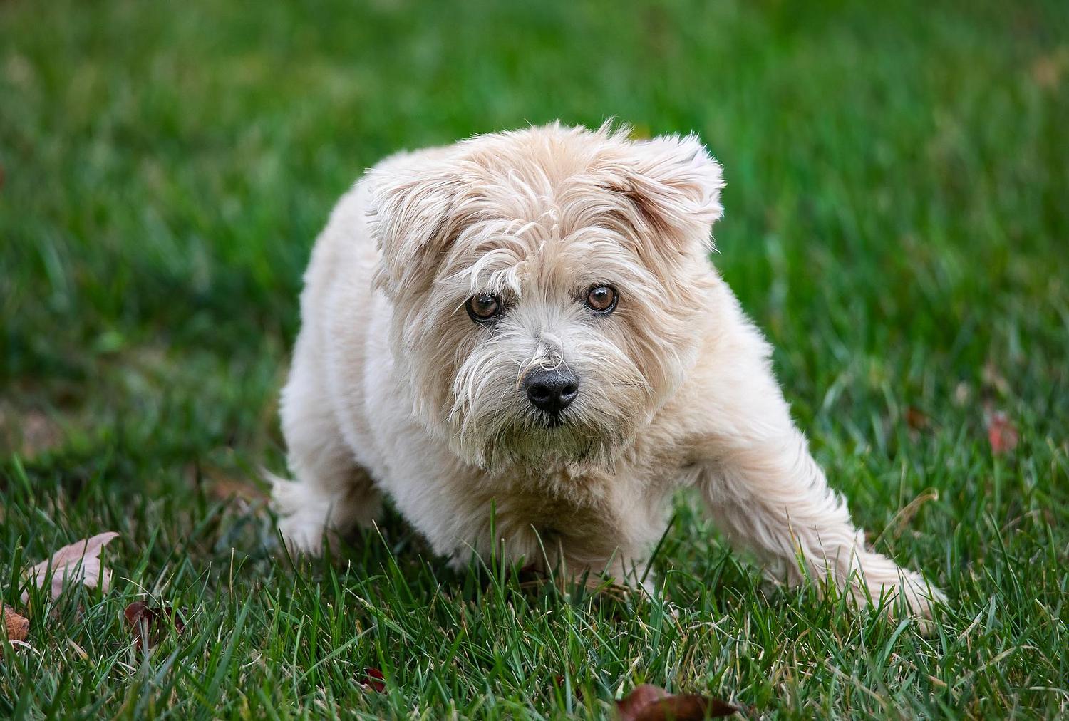 Toledo Landscape, Wildlife. Architecture and Pet Photography
